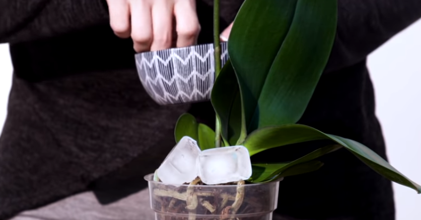 Tạo ẩm cho cây lan bằng 3 khối đá viên