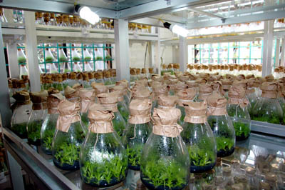 day-nhan-giong-hoa-phong-lan-bang-phuong-phap-nuoi-cay-mo