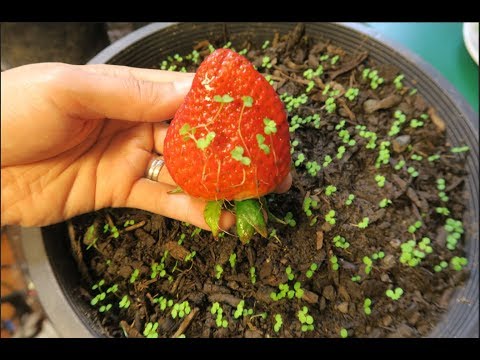 cach-trong-dau-tay-chiu-nhiet-bang-hat-don-gian-de-lam