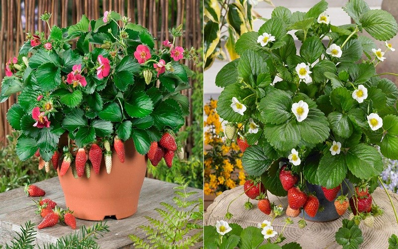 Quả dâu phát triển rất tốt trong các loại chậu