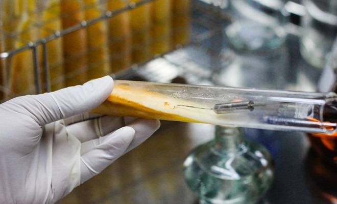 Hình ảnh đào tạo, chuyển giao công nghệ nuôi cấy Đông Trùng Hạ Thảo