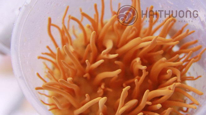 Giống tốt sẽ tạo ra sản phẩm Đông trùng hạ thảo với chất lượng tốt nhất