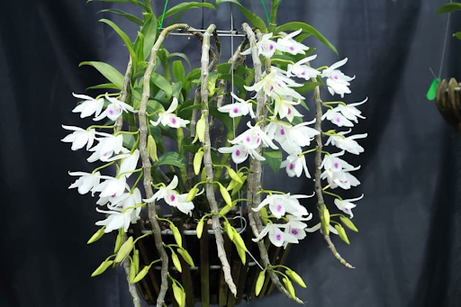 Chậu lan phi điệp 5 cánh trắng Phú Thọ