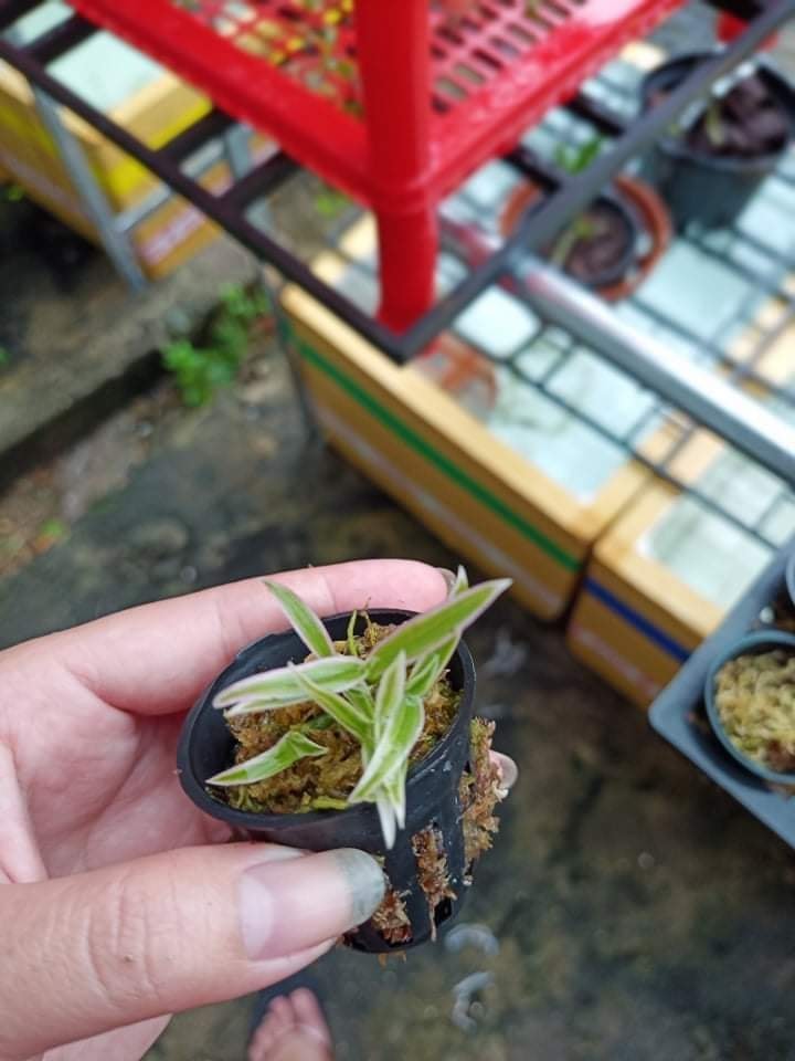 Hình ảnh lan phi điệp lá biên trắng.