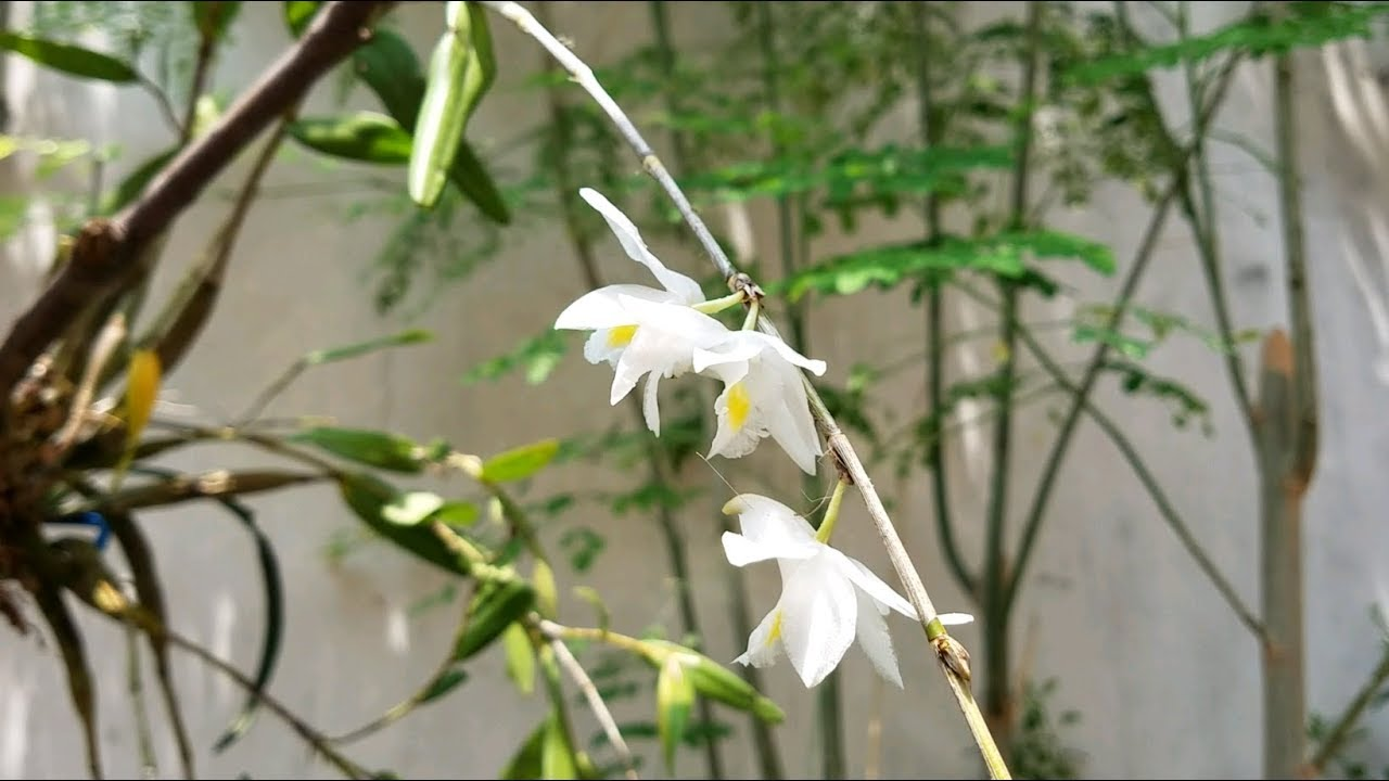 Lan bạch câu là loài lan sống phụ sinh