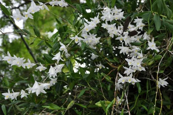 Lan bạch câu là loài lan ưa ẩm, ưa nắng