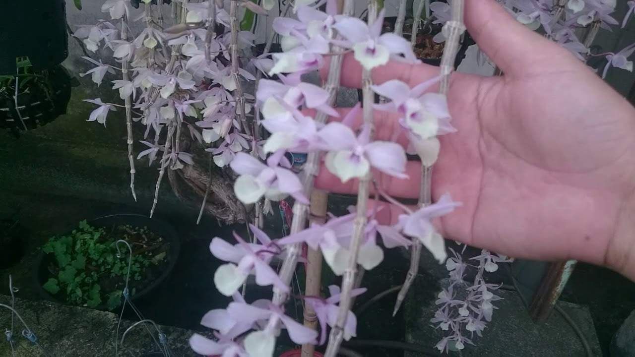 Hoa lan hạc vỹ có thân thòng