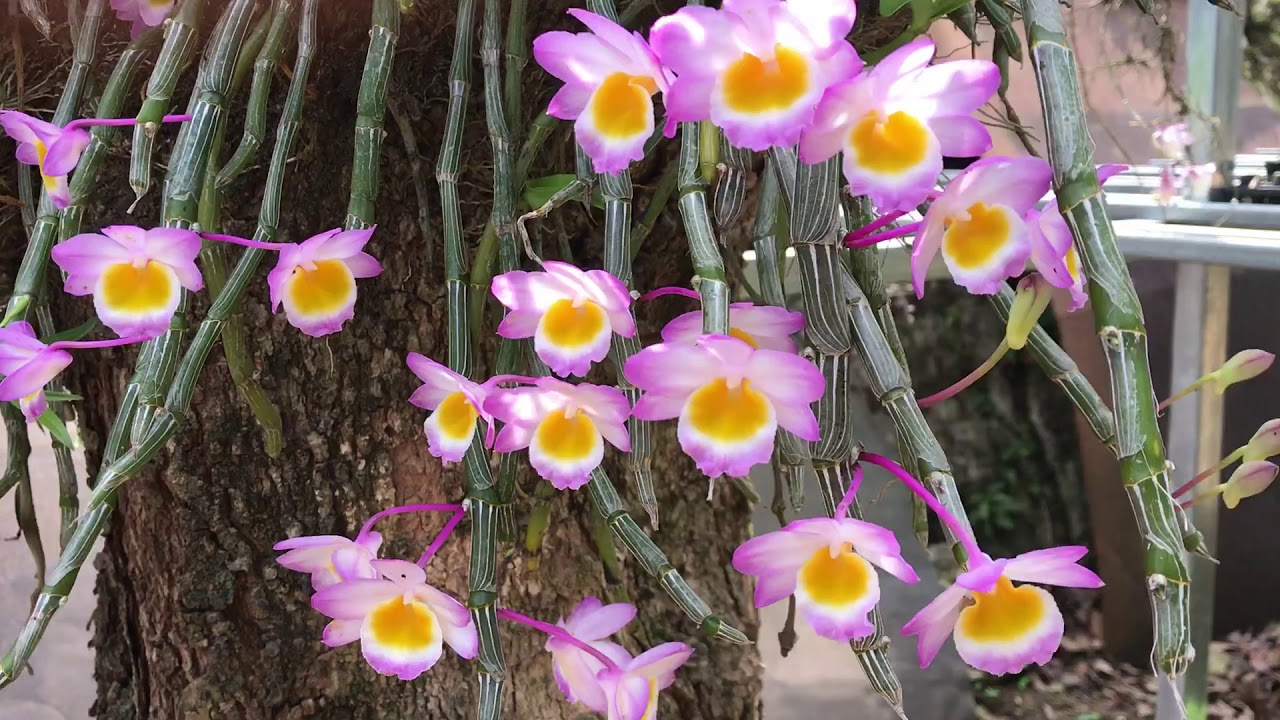 Hoàng thảo long tu đá quý hiếm tại nước ta