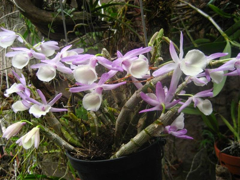 Hoàng Thảo Vôi với cánh hoa màu trắng tím