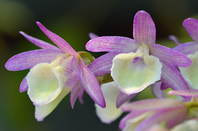 hoang-thao-voi-loai-lan-de-trong-va-de-cham-soc