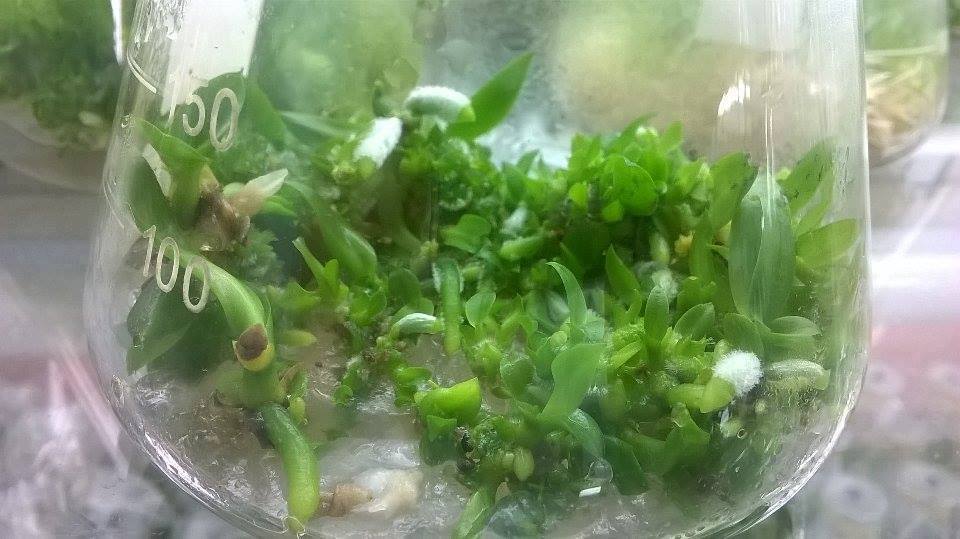 Lan cấy mô được nhân giống trong phòng thí nghiệm