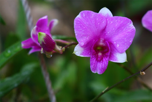 Lan Dendro Mini yaya