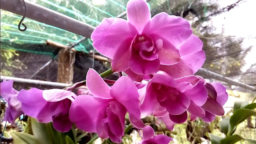 Dòng lan Dendro lai Cattleya