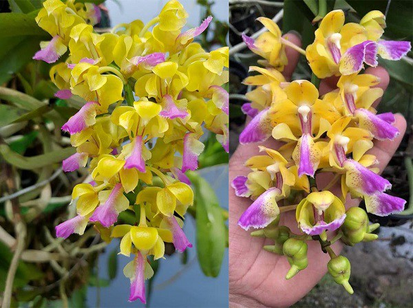 Hoa Phong Lan Giáng Hương Hoàng Nhạn