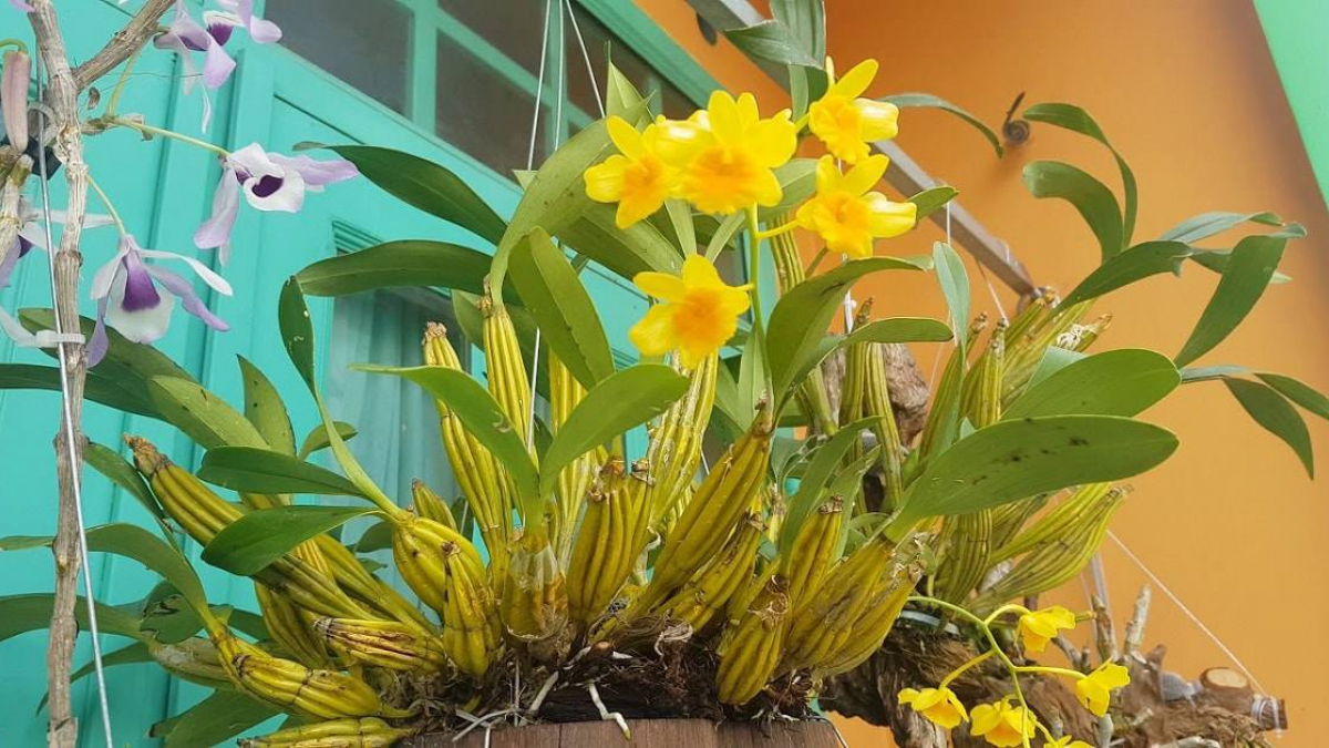 Lan Sơn Thủy Tiên vàng hiếm có