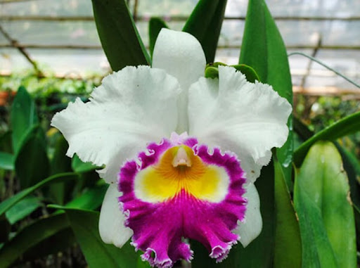 Dòng lan Cattleya cánh trắng môi tím