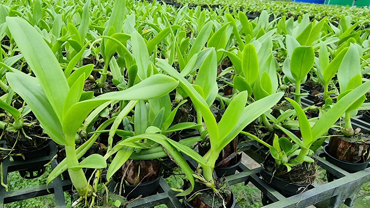 Lan dendro giống ươm tại vườn