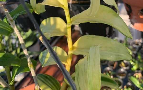 Lan giả hạc đột biến lá bạch kim