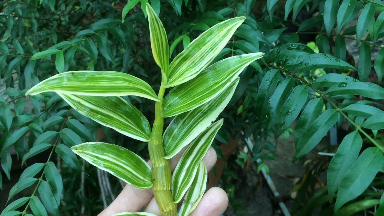 Lan giả hạc đột biến lá kẻ