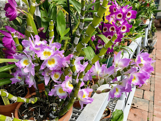 Dòng lan Hoàng Thảo có màu sắc bắt mắt và hương thơm dịu