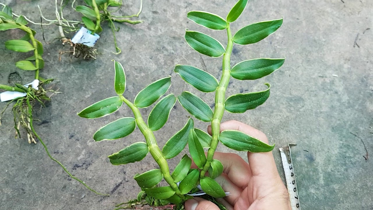 Lan giả hạc đột biến lá biên