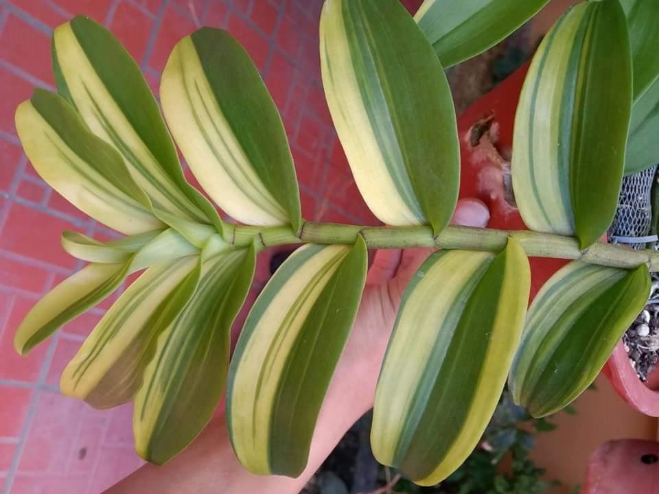 Lan phi điệp lá kẻ