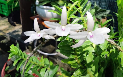 Phong lan đột biến có giá trị rất cao hiện nay