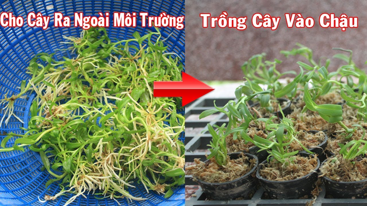 cach-trong-lan-phi-diep-cay-mo