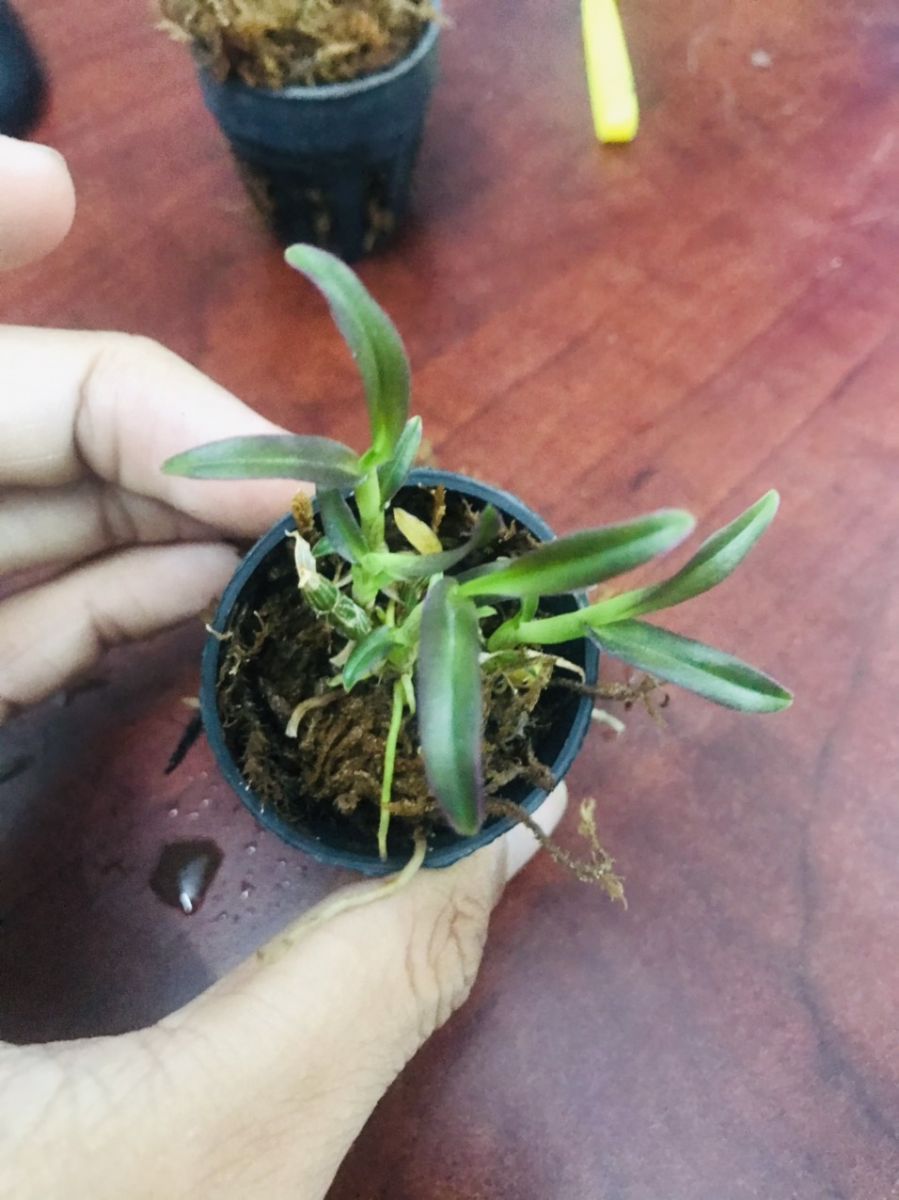 Hình ảnh lan phi điệp lá biên hồng