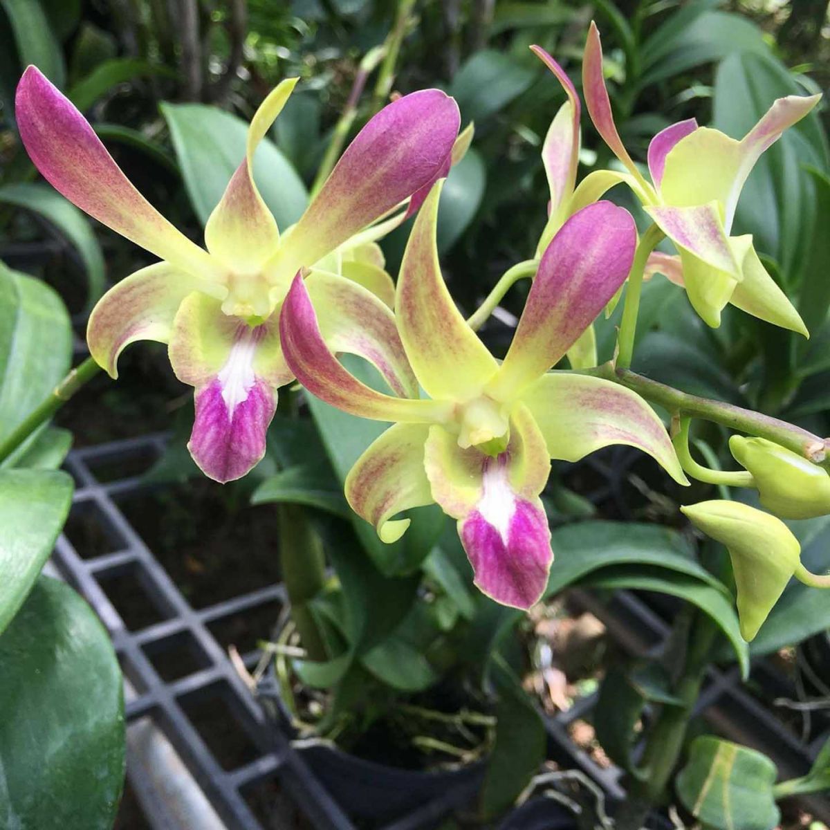 Denđro nắng tai thỏ vàng