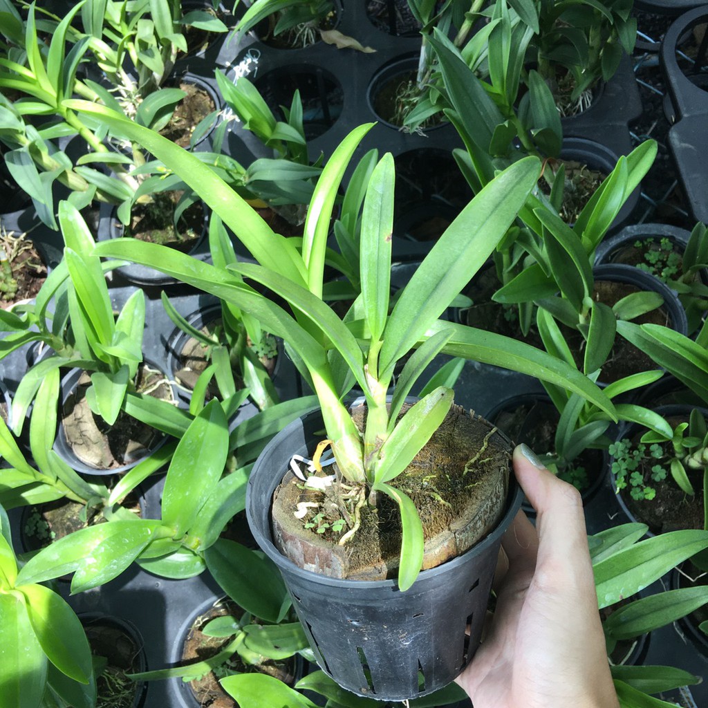 Dendro được trồng trong vỏ dừa