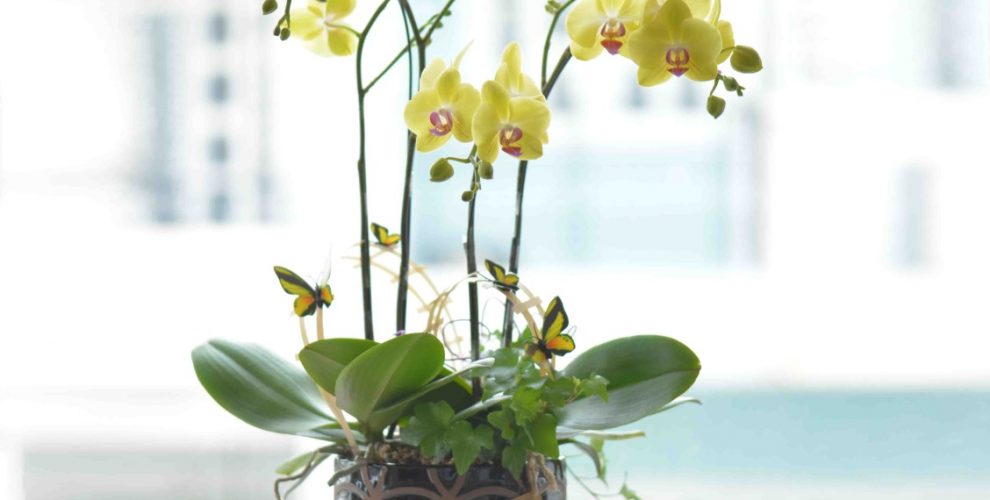 cach-cham-soc-hoa-lan-vao-mua-dong-cho-nguoi-moi-bat-dau