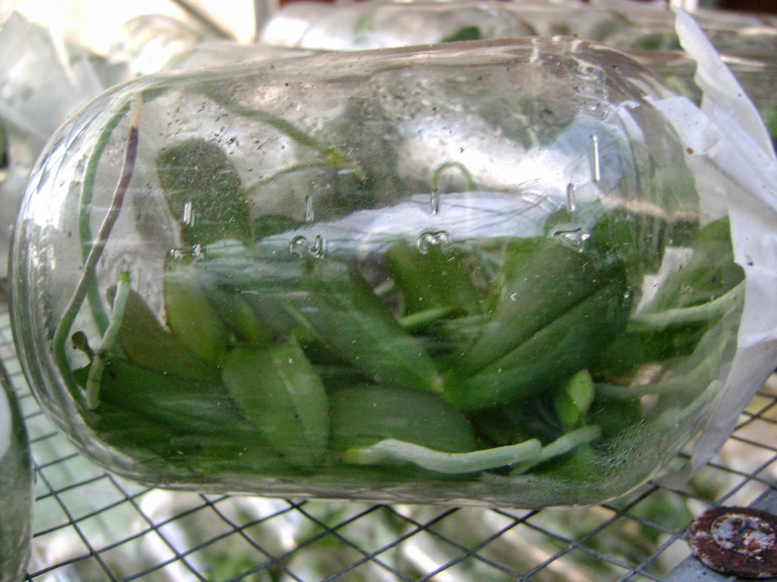 nhung-uu-diem-noi-bat-cua-lan-ho-diep-nuoi-cay-mo