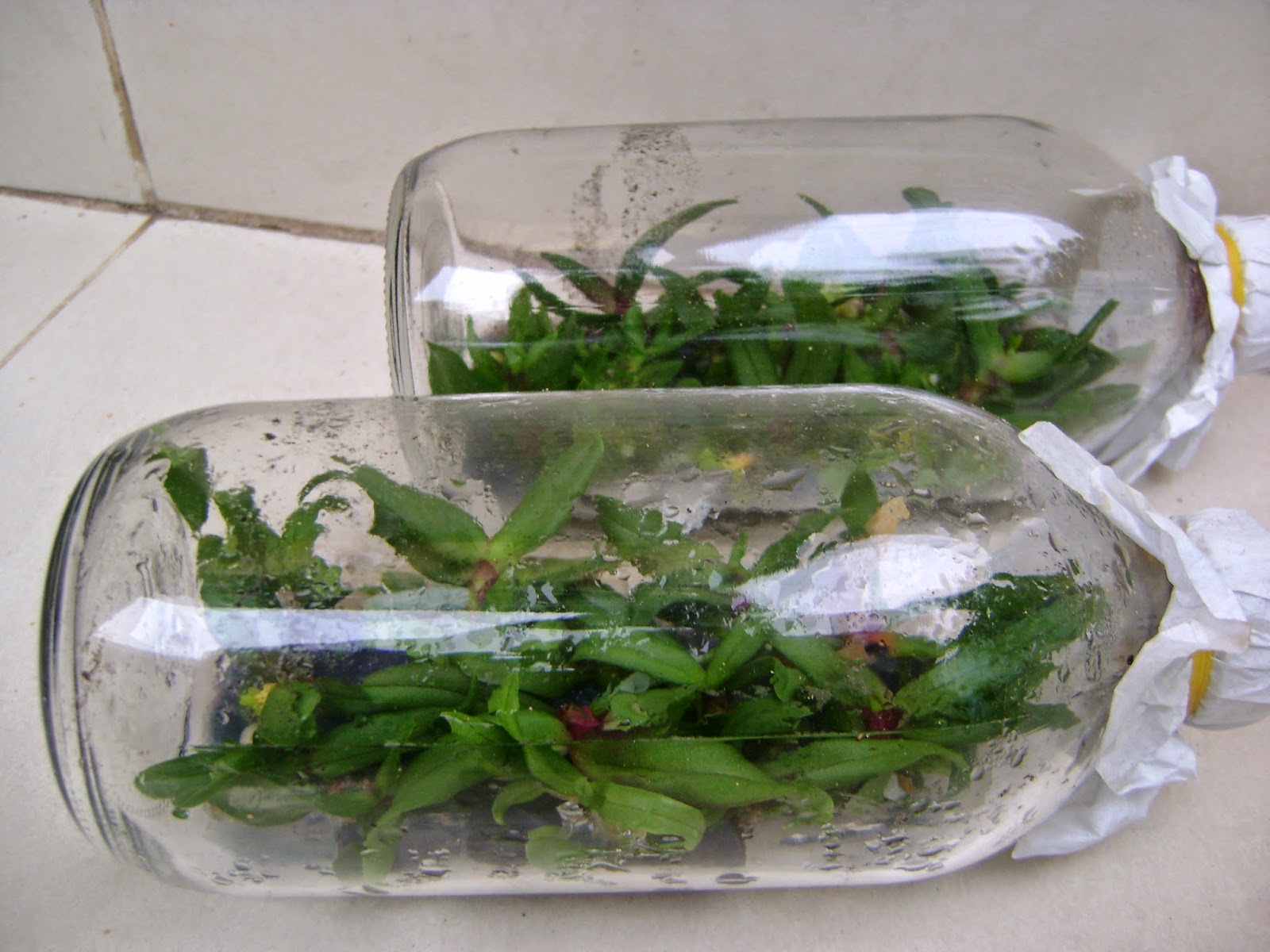 ban-lan-ho-diep-cay-mo-cay-tot-gia-re