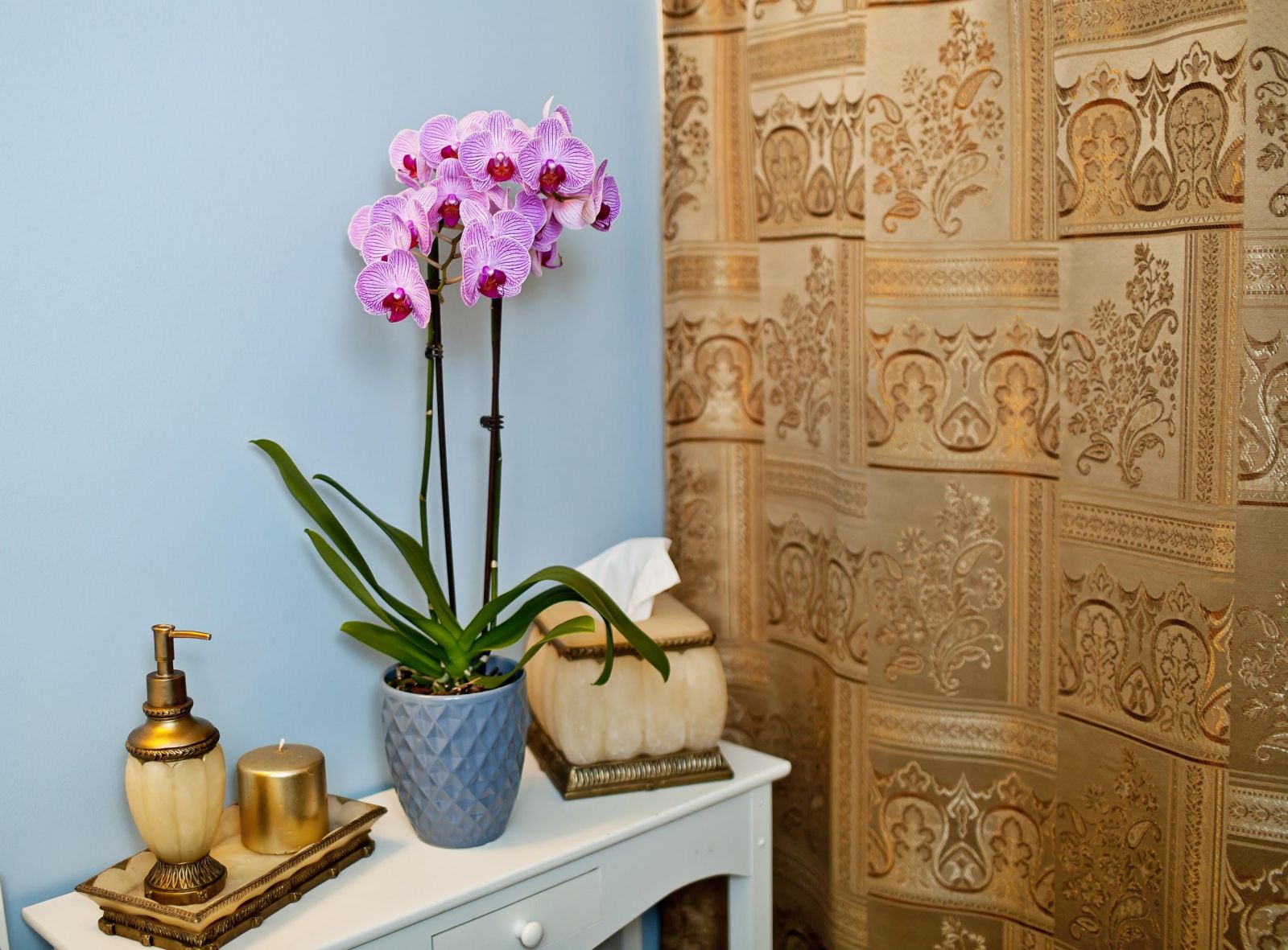 kham-pha-cac-loai-hoa-phong-lan-duoc-trong-pho-bien-hien-nay