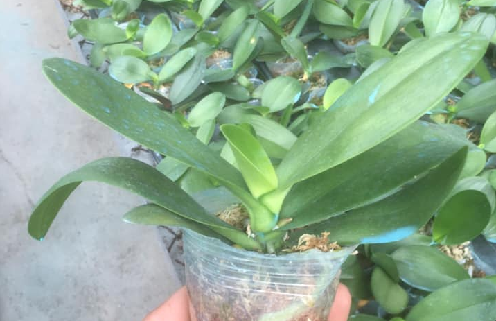 Cây giống lan hồ điệp