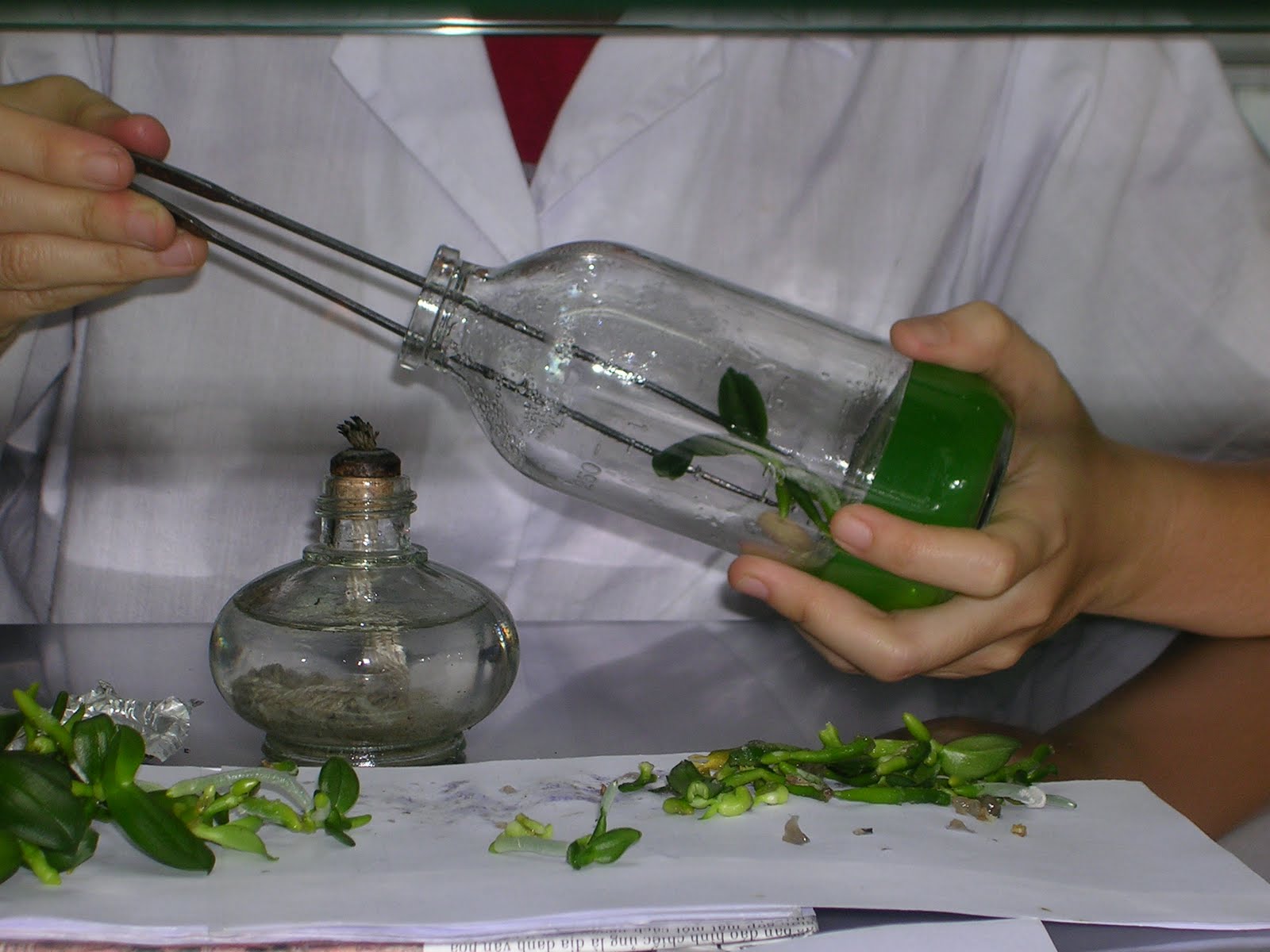 Phương pháp nuôi cấy mô hoa lan trong phòng thí nghiệm