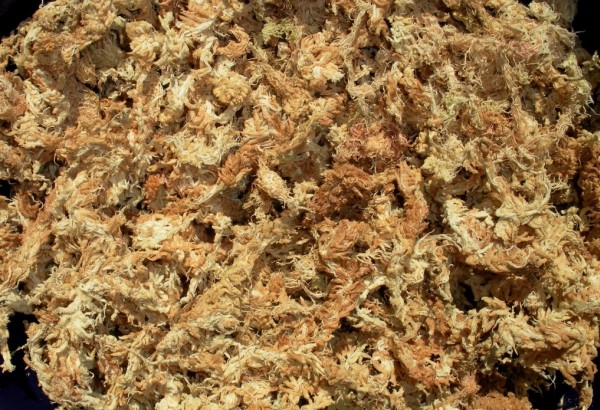 Dớn để trồng lan hổ điệp cấy mô