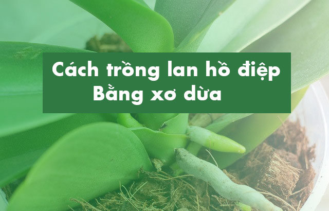cach-trong-lan-ho-diep-bang-xo-dua-hieu-qua-va-cho-hoa-lan-dep