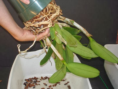 khi-nao-la-thoi-gian-tot-nhat-de-thay-chau-cho-lan-ho-diep