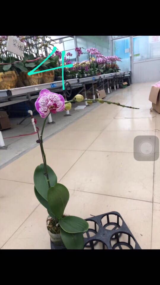 Cánh hoa lan hồ điệp cánh tím 2