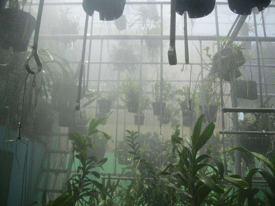 Phun sương tạo ẩm cho vườn lan