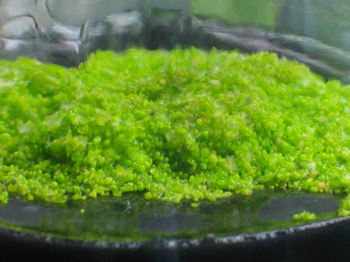 Protocorm được nhân nhanh trong môi trường kích thích sinh trường