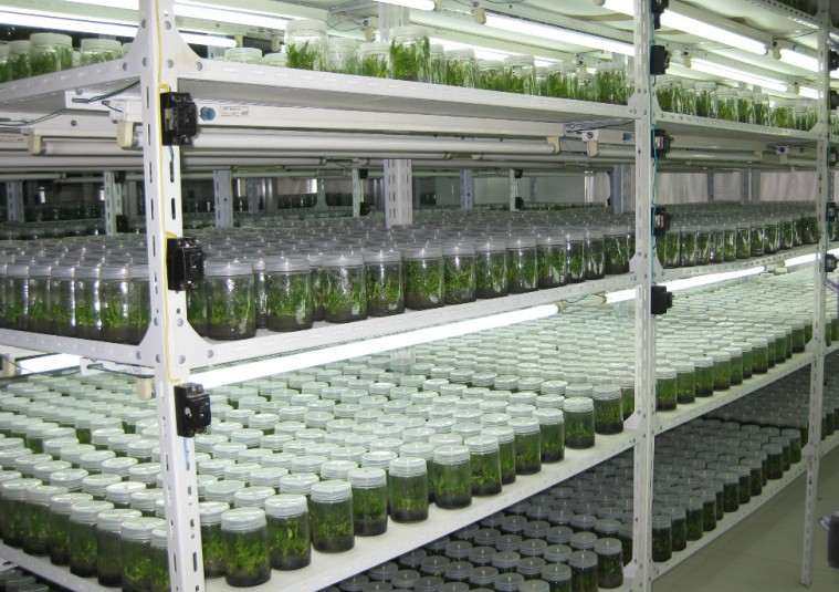 chi-phi-mo-phong-nuoi-cay-mo-hoa-lan-khoang-bao-nhieu