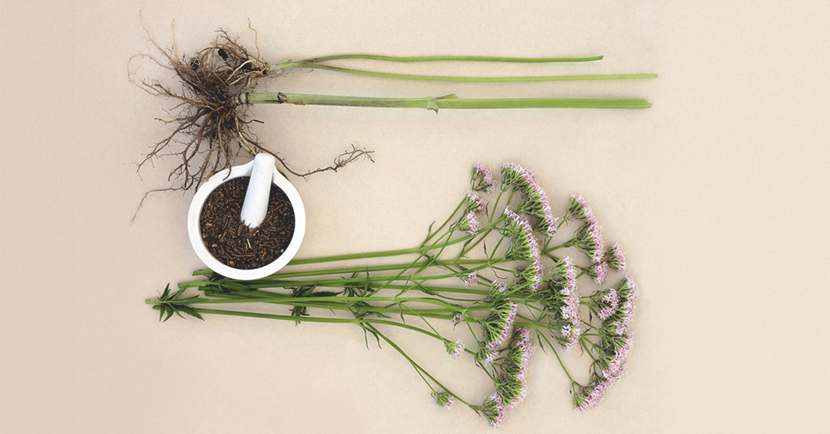 Rễ cây nữ lang trị mất ngủ rất hiệu quà