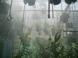 Tạo ẩm vườn lan
